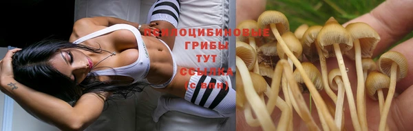 гашик Нефтекумск